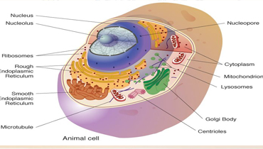 <span>cell and molecular</span>Biology